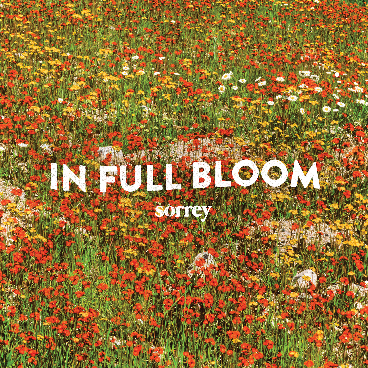 In Full Bloom - Sorrey album cover 